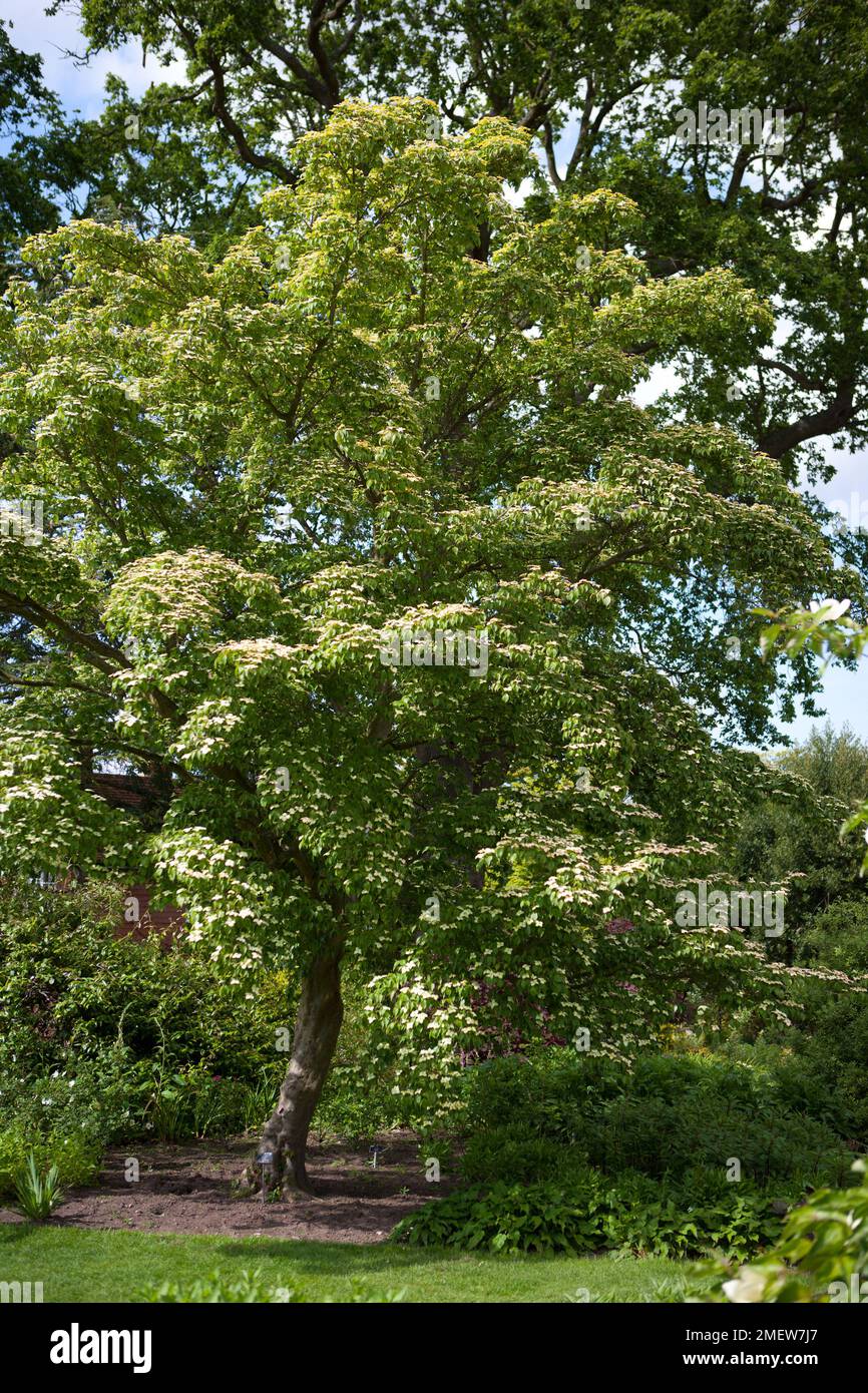 Cornus kousa var. chinensis Foto Stock