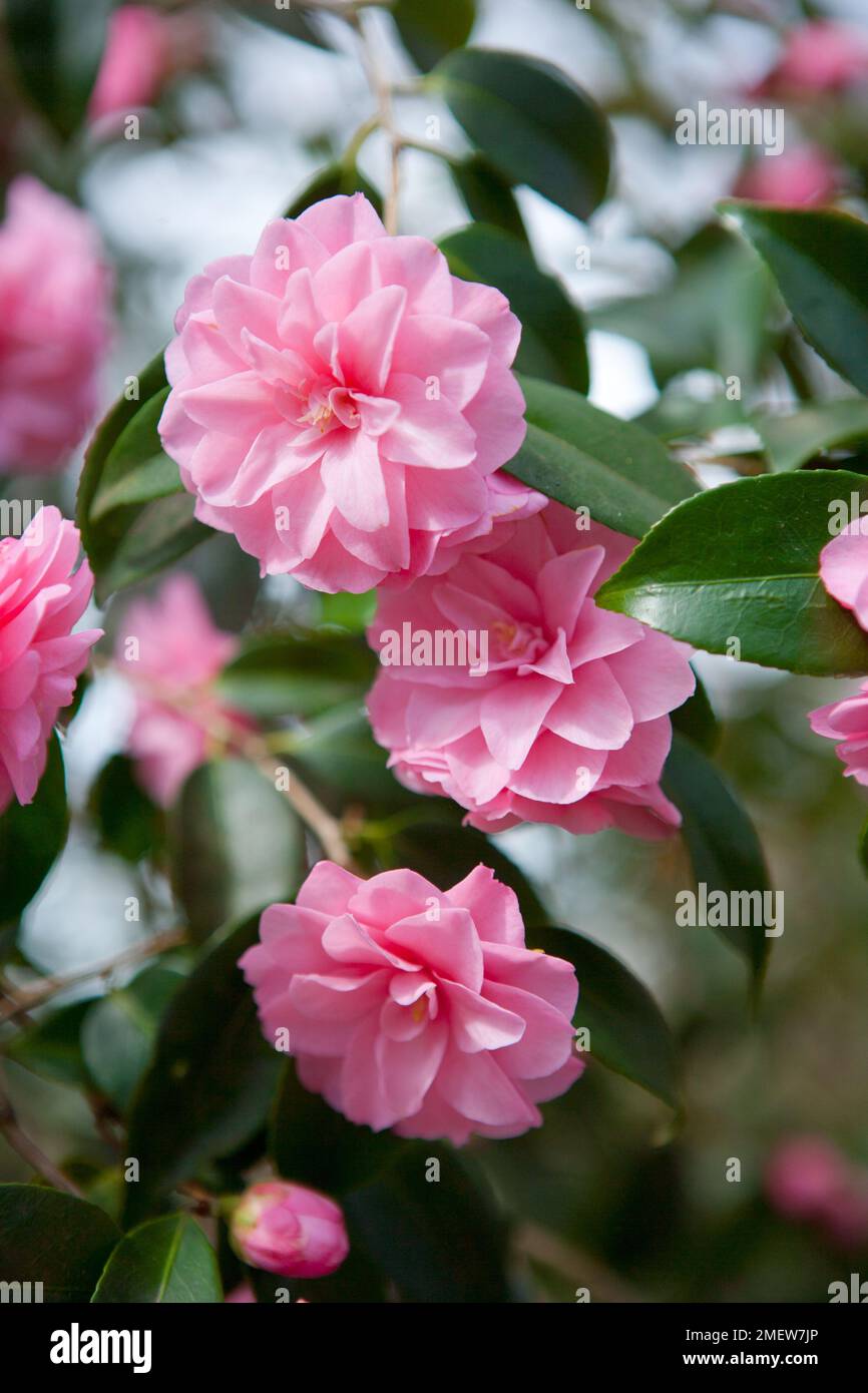 Camellia 'Spring Festival' Foto Stock