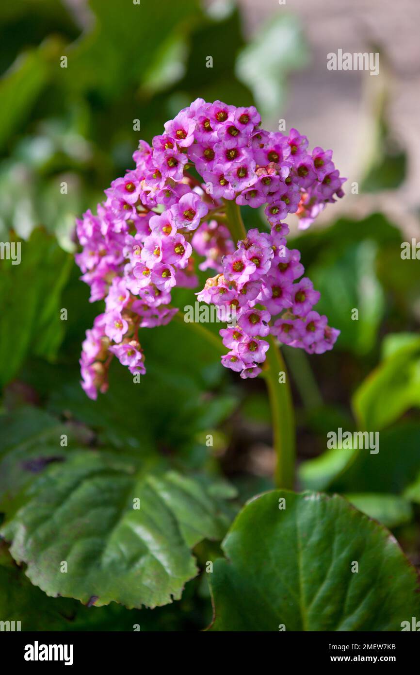Bergenia cordifolia Foto Stock