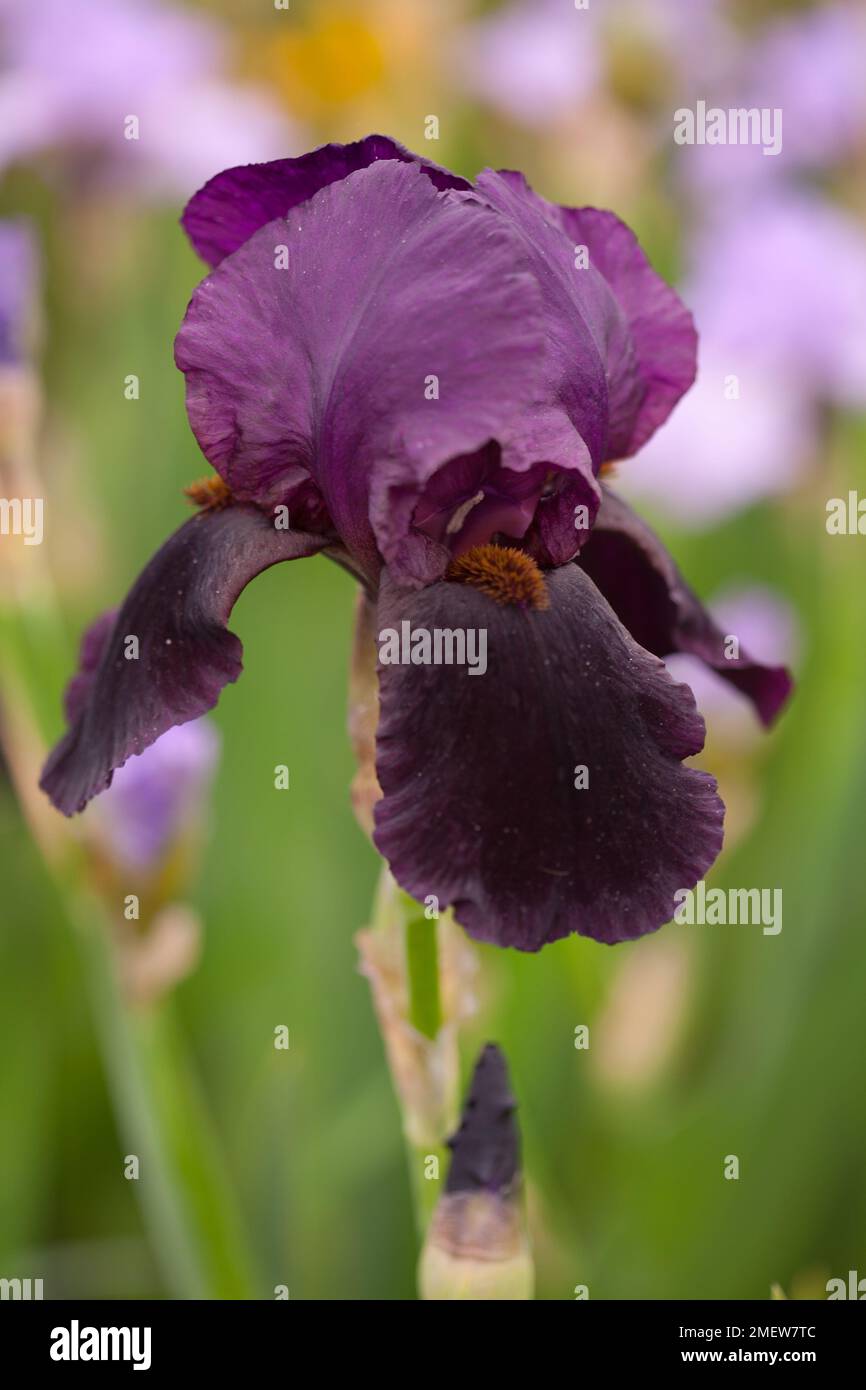 Iris 'Black Tie Affair' Foto Stock