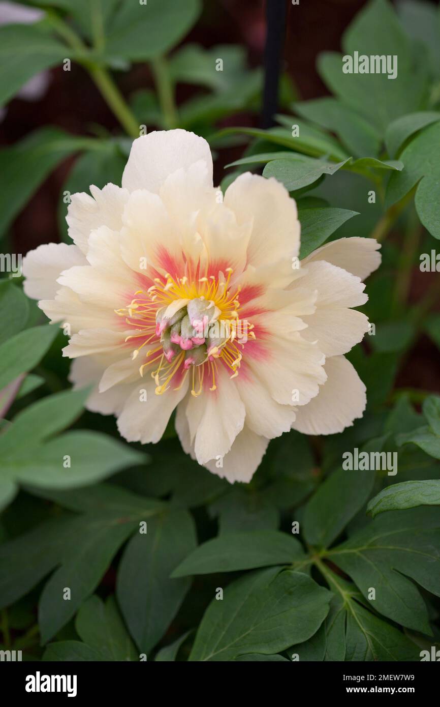 Paeonia "fascino di confine" Foto Stock