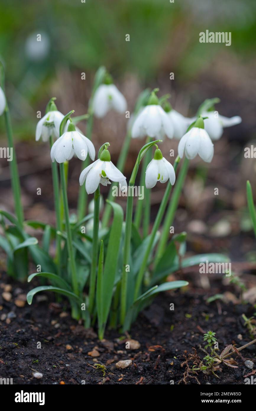 Galanthus nivalis 'Flore Pleno' Foto Stock