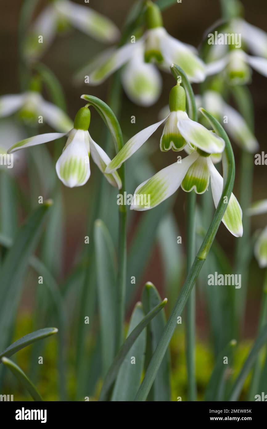 Galanthus nivalis 'Witchwood' Foto Stock