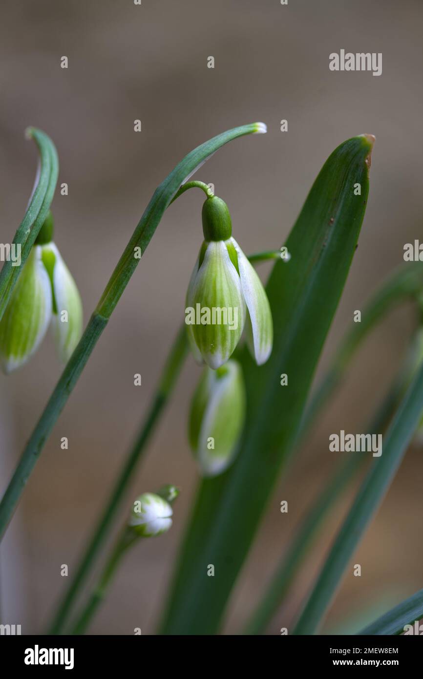 Galanthus nivalis 'lacrima verde' Foto Stock