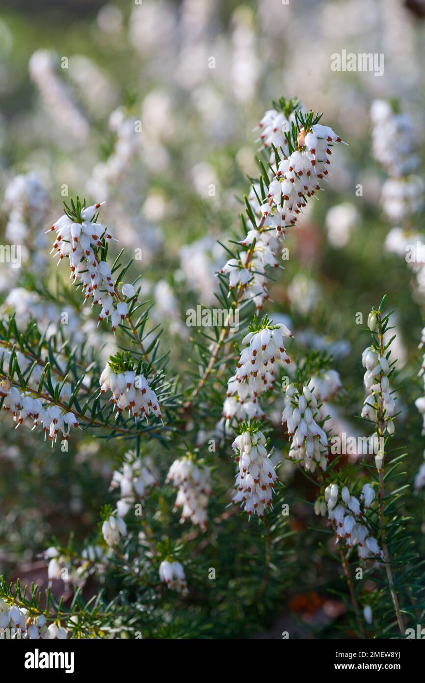 Erica "perfezione del bianco" Foto Stock