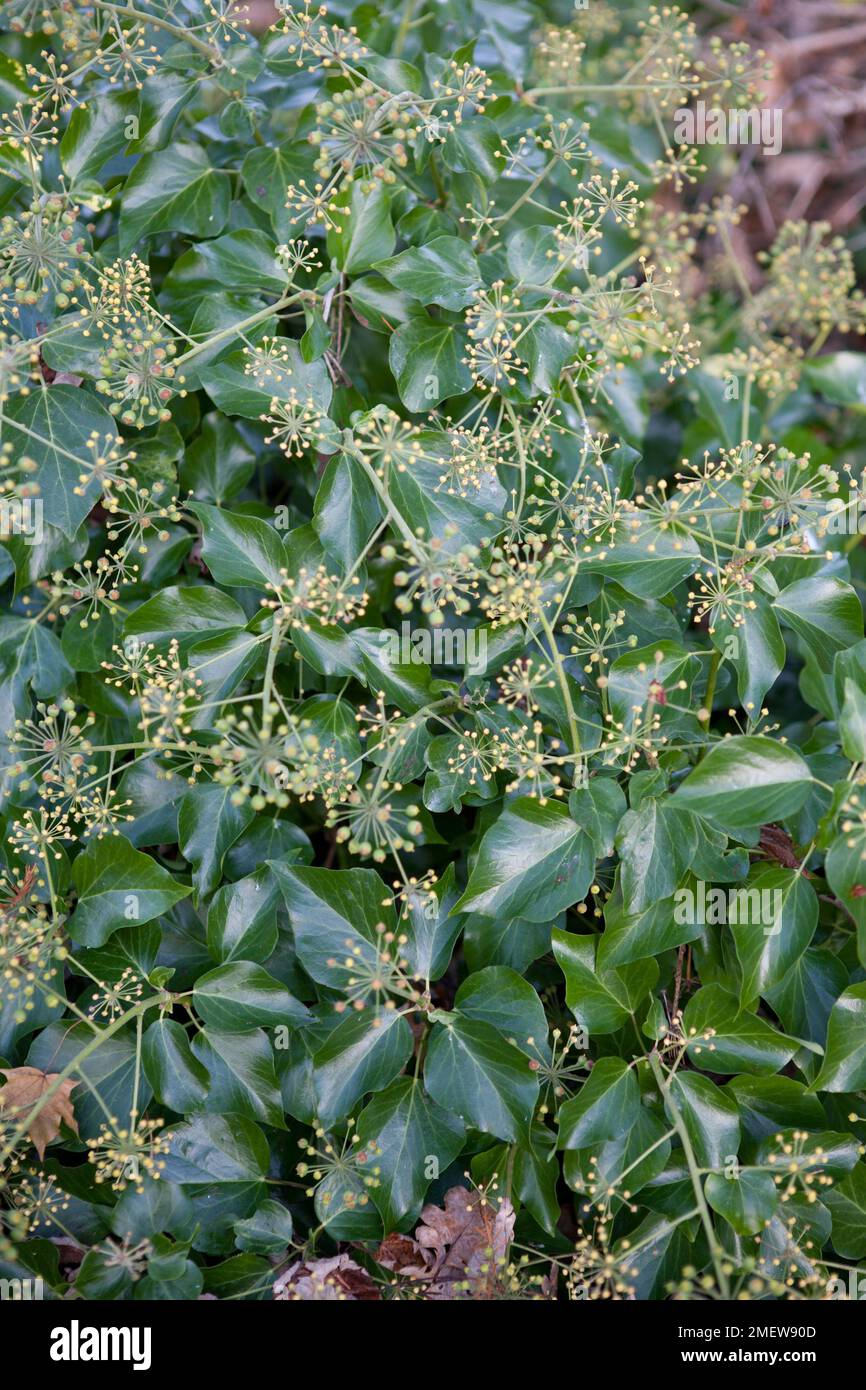Hedera hibernica "signora Pollack" Foto Stock