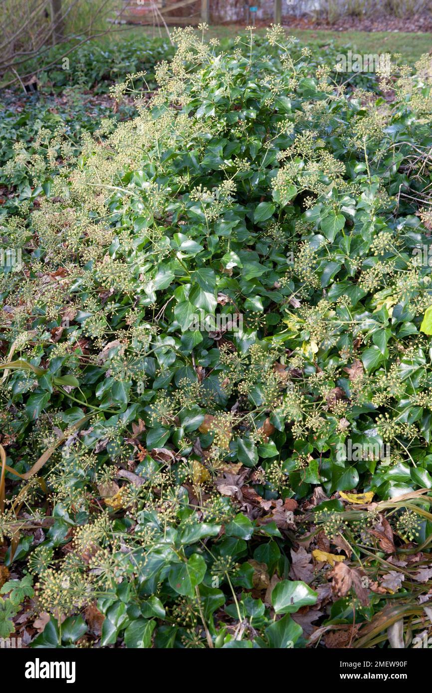 Hedera hibernica "signora Pollack" Foto Stock