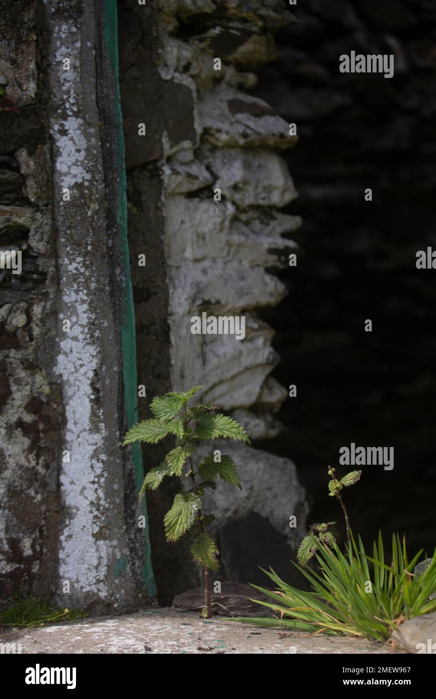 Ortiche che crescono in finestra di casa decadente su Great Blasket Island. Contea di Kerry, Irlanda Foto Stock