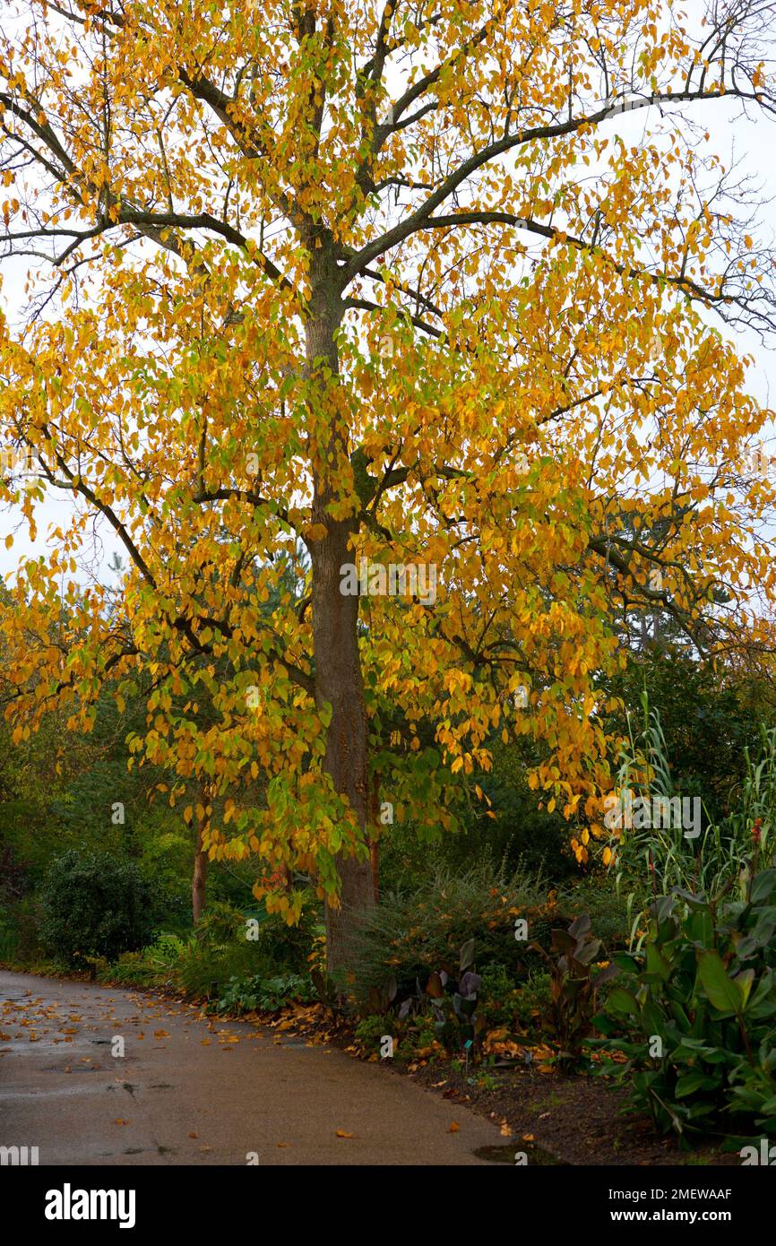 Magnolia acuminata Foto Stock