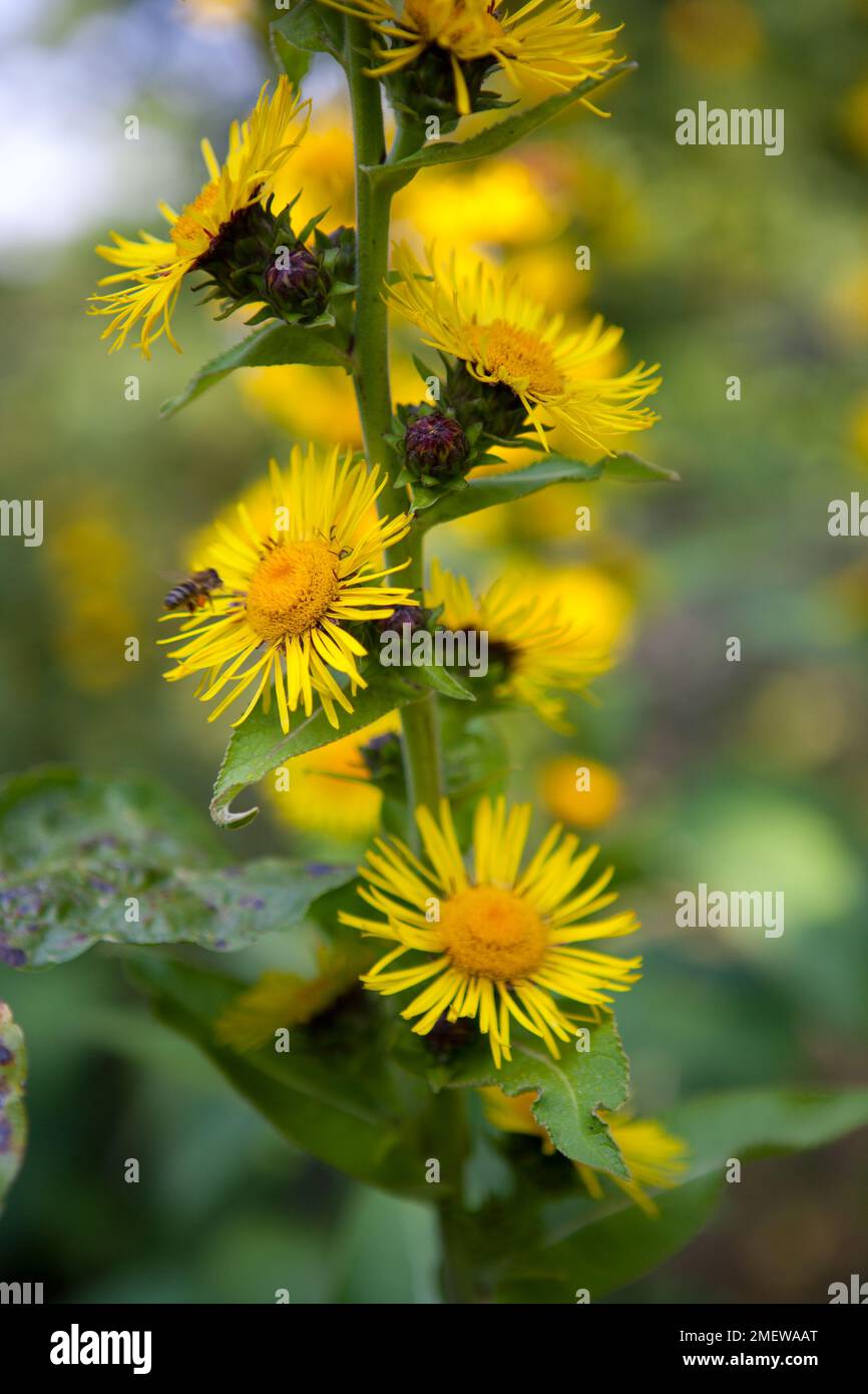 Inula magnifica Foto Stock