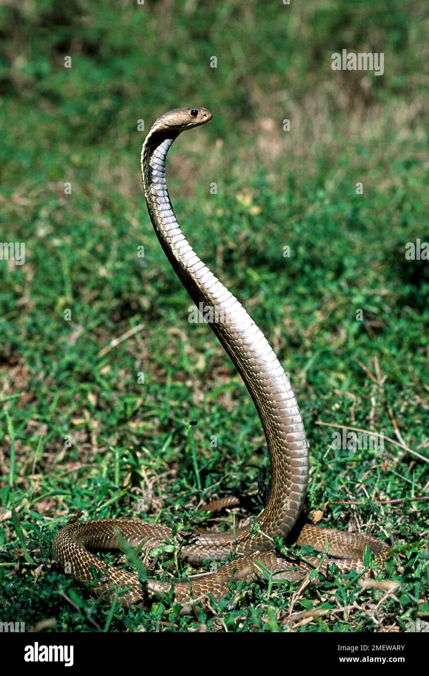 Serpente, cobra indiana cobra con spettacolo indiano (Naja naja), Captive, The Madras Crocodile Bank Trust and Centre for Herpetology vicino a Chennai, Tamil Foto Stock