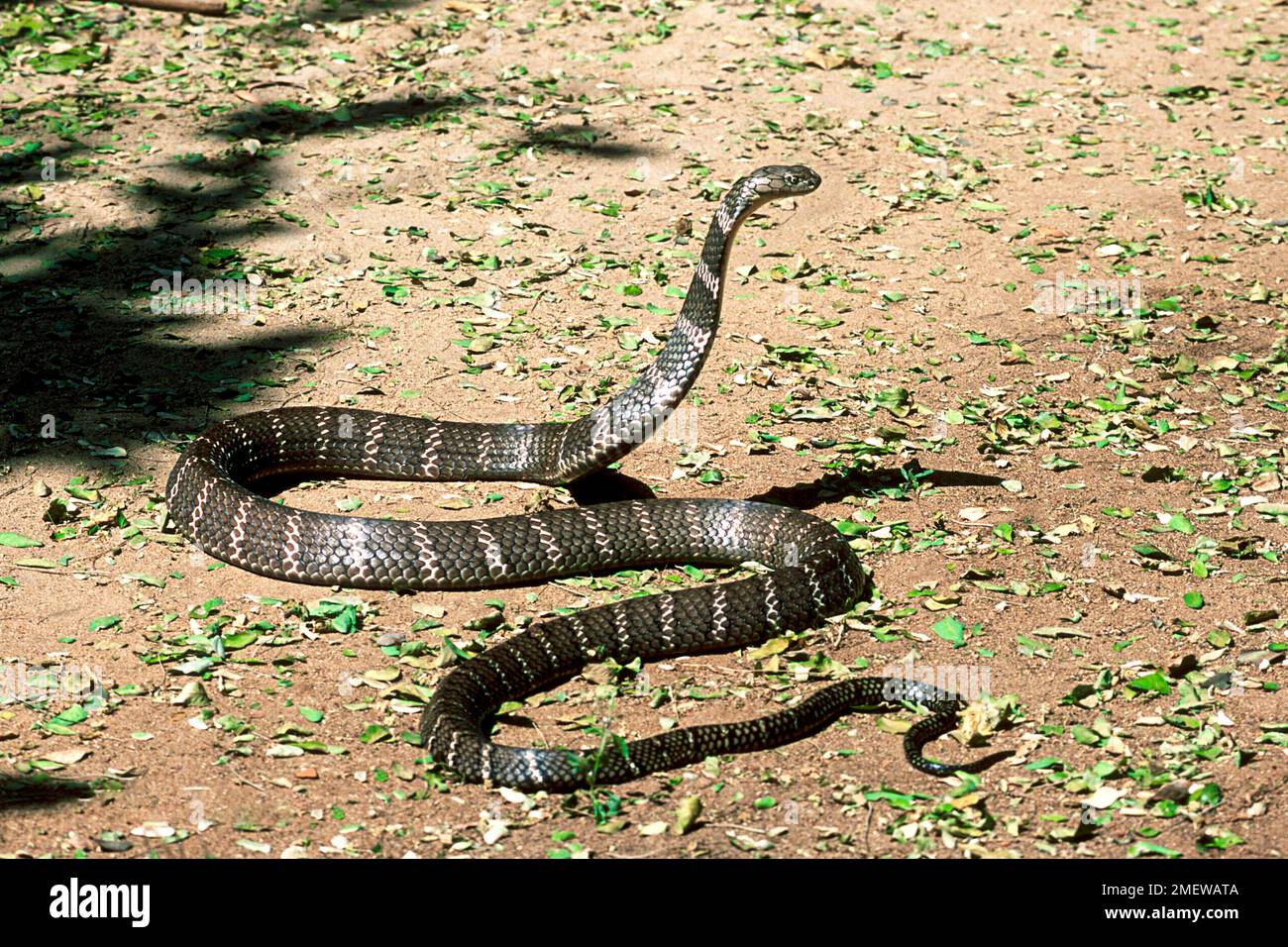 Re Cobra (Ophiphophagus hannah) Captive, The Madras Crocodile Bank Trust and Centre for Herpetology vicino a Chennai, Tamil Nadu, India del Sud, India, Asia Foto Stock