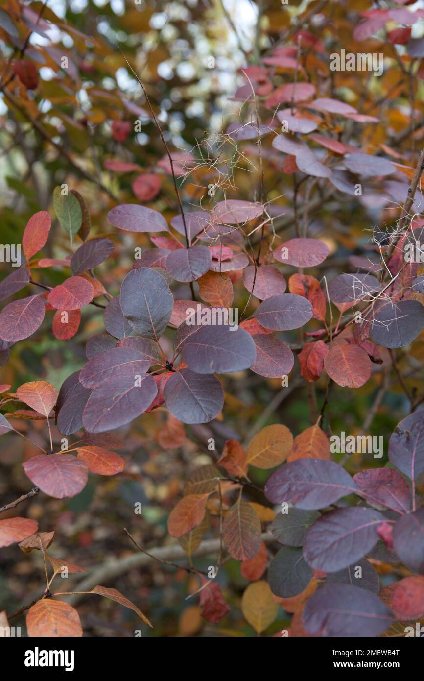 Cotinus coggygria 'Royal Purple' Foto Stock