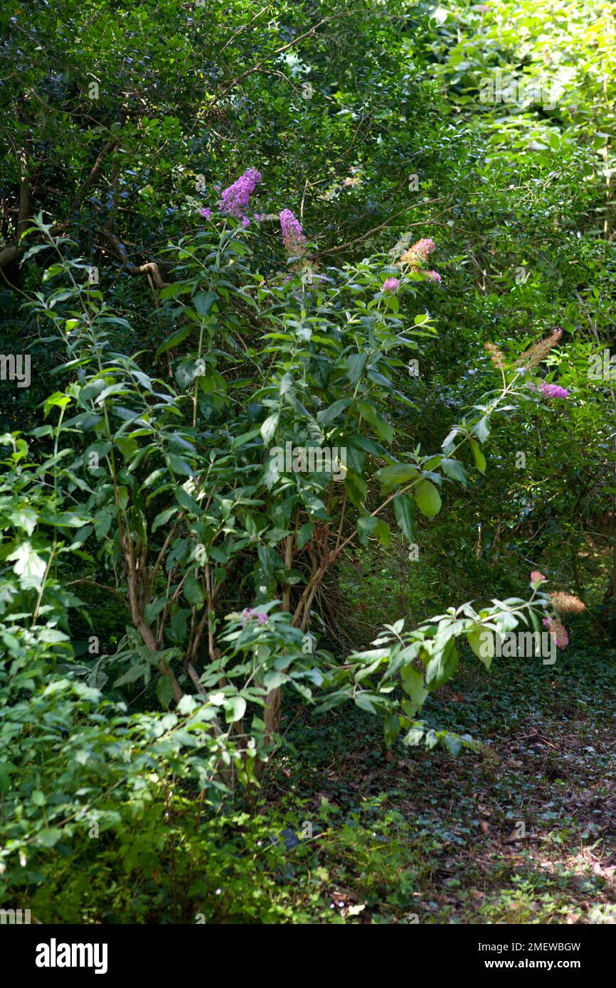 Buddleja "delizia rosa" Foto Stock