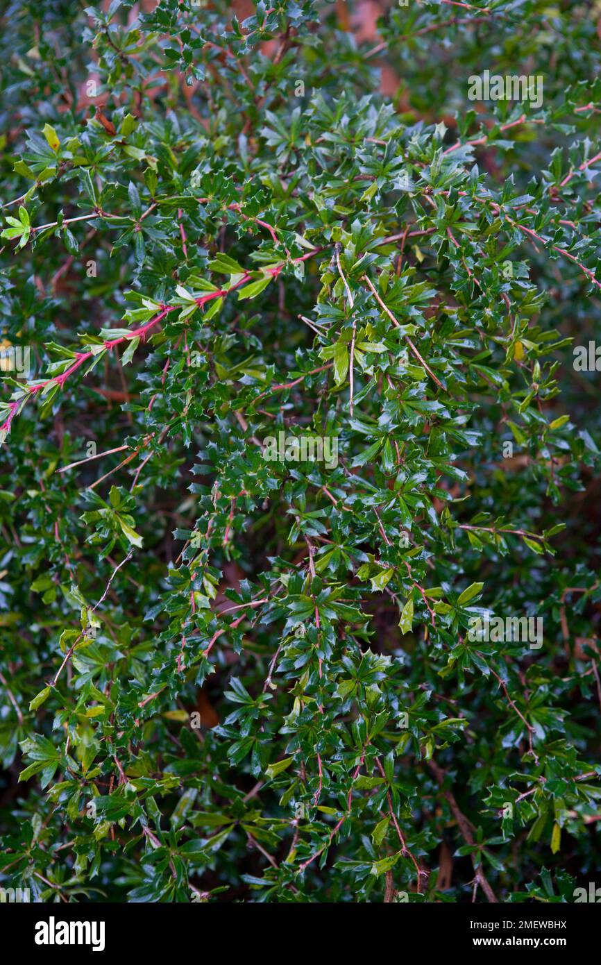 Berberis x stenofilla 'Irwinii' Foto Stock