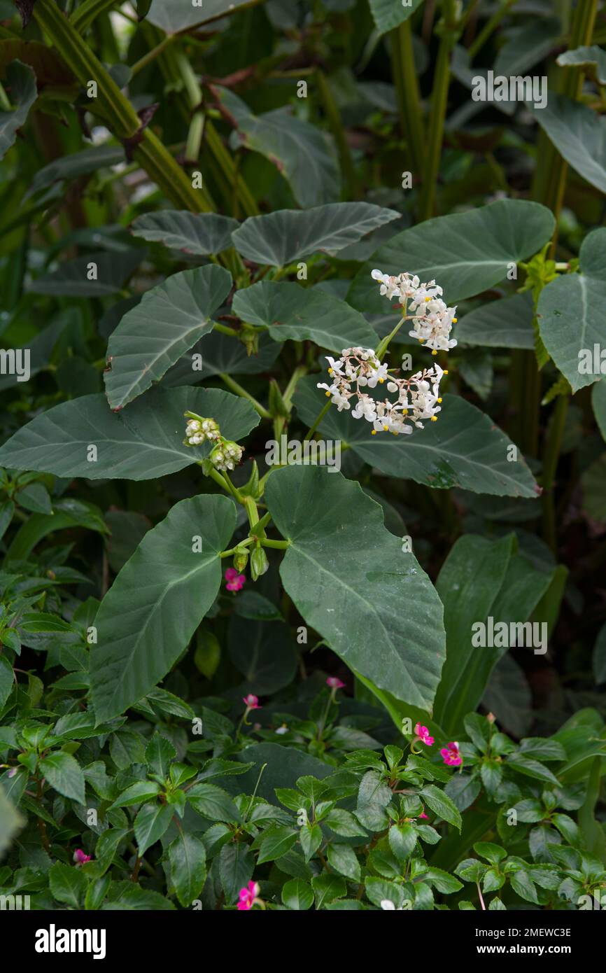 Begonia 'angularis' Foto Stock