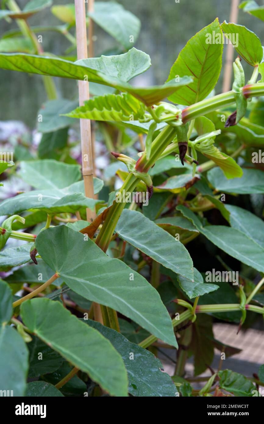 Begonia 'angularis' Foto Stock