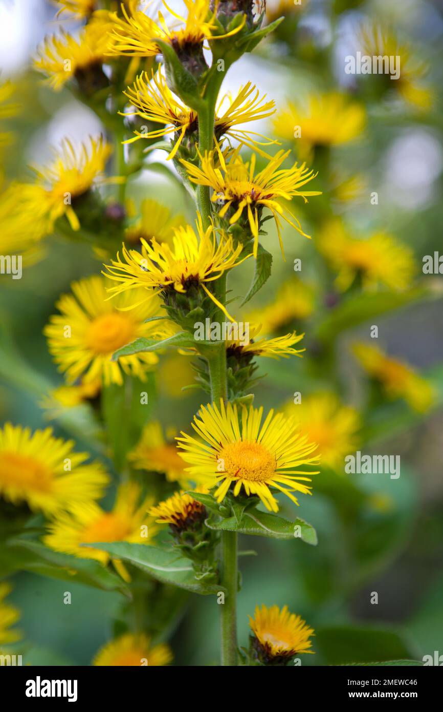 Inula magnifica Foto Stock