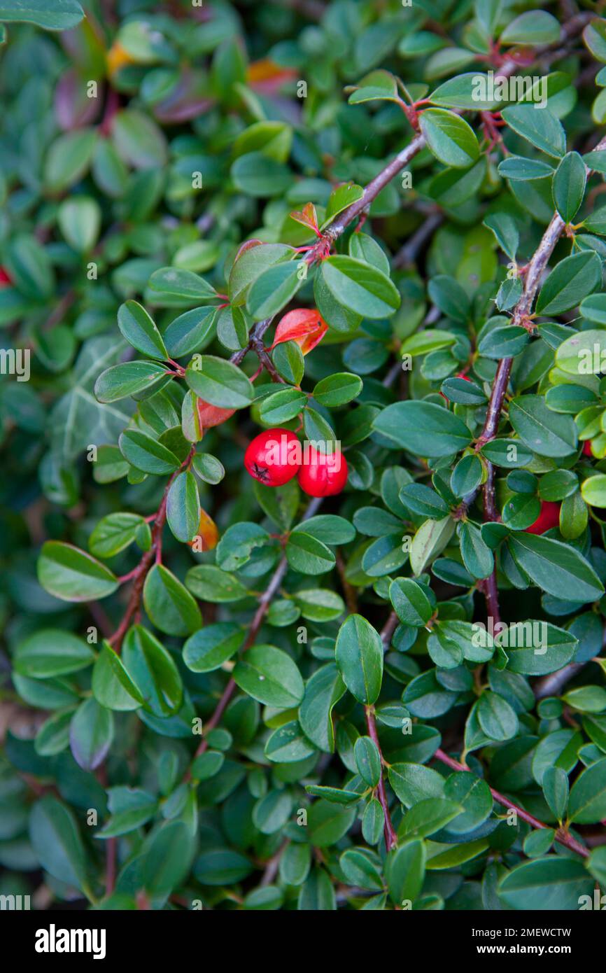Cotoneaster dammeri Foto Stock