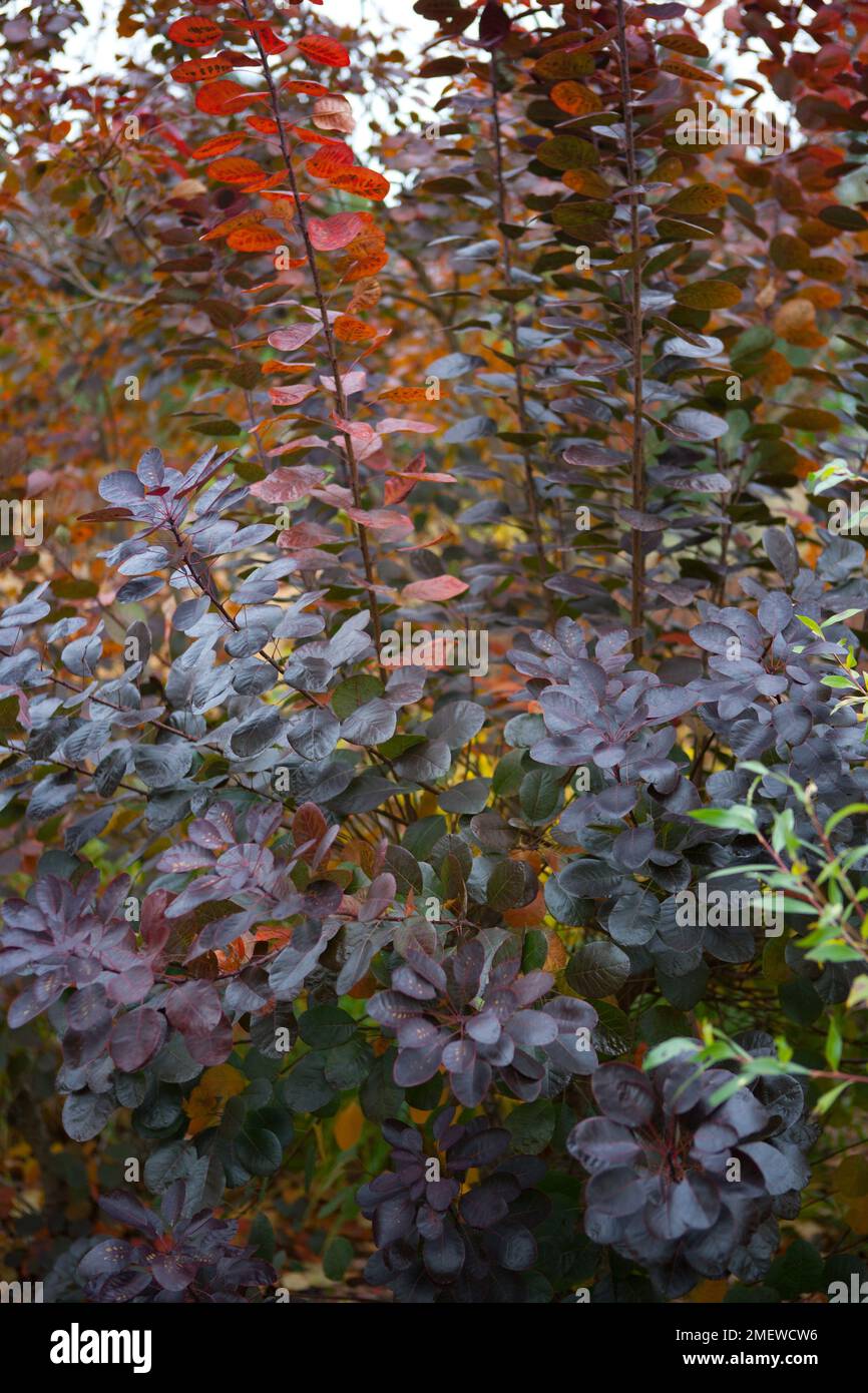 Cotinus coggygria 'Royal Purple' Foto Stock