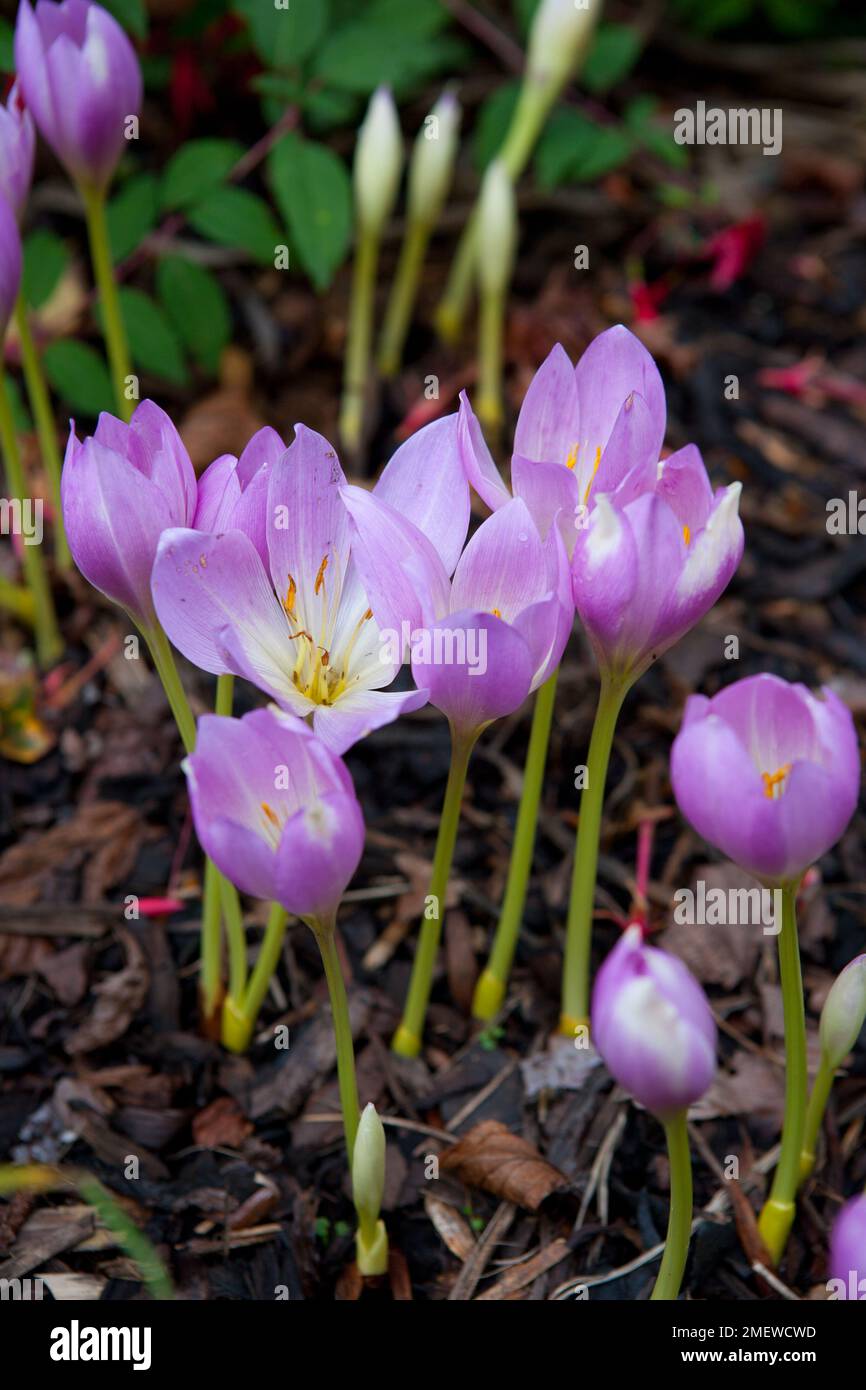 Colchicum "Lilac Wonder" Foto Stock