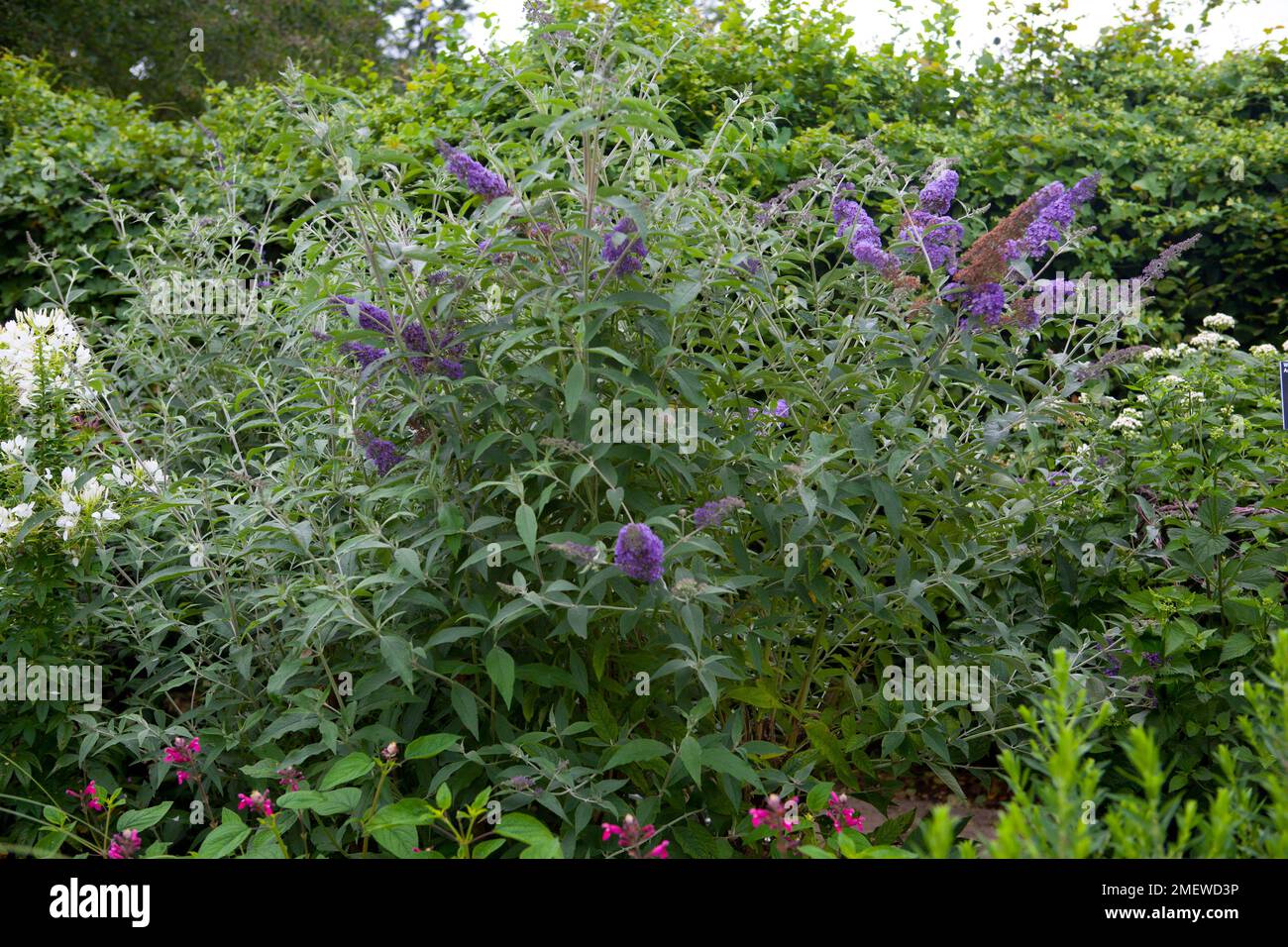 Buddleja davidii Nanho Viola = 'Monum' Foto Stock