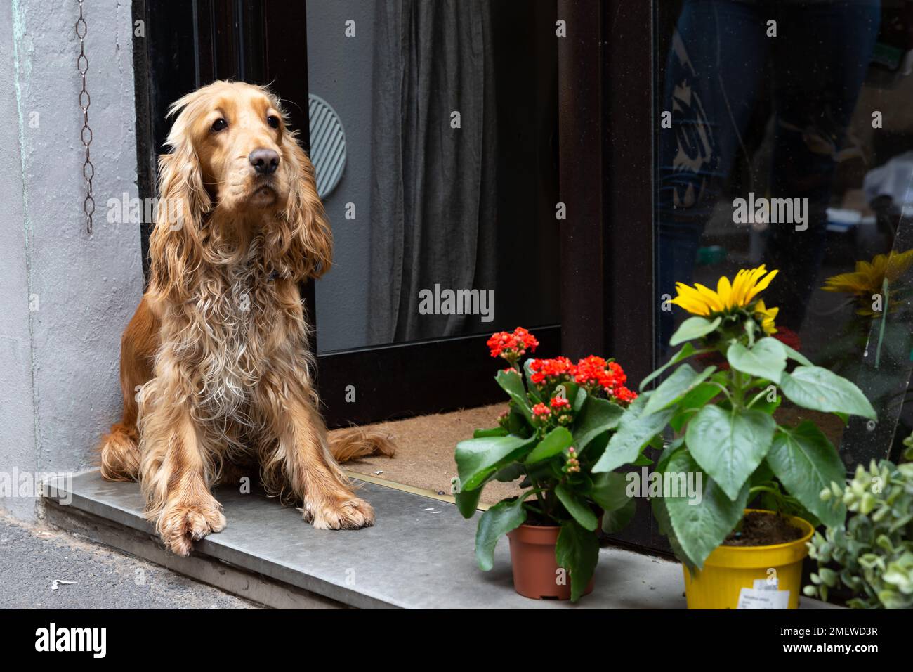 Il cocker spaniel solitario seduto a due passi in Toscana, Italia. Foto Stock