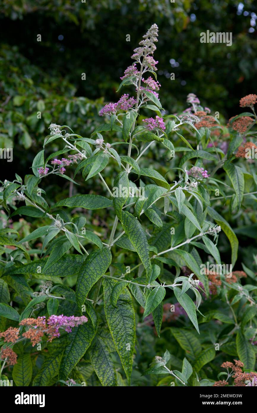 Buddleja 'Dartmoor' Foto Stock