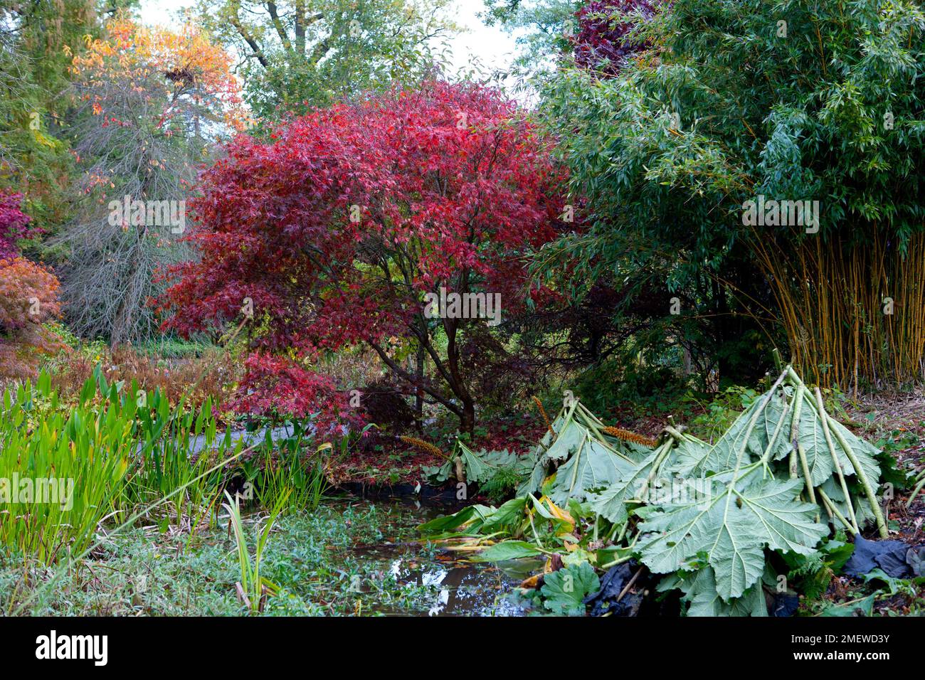 Acer palmatum "Burgundy Lace" Foto Stock