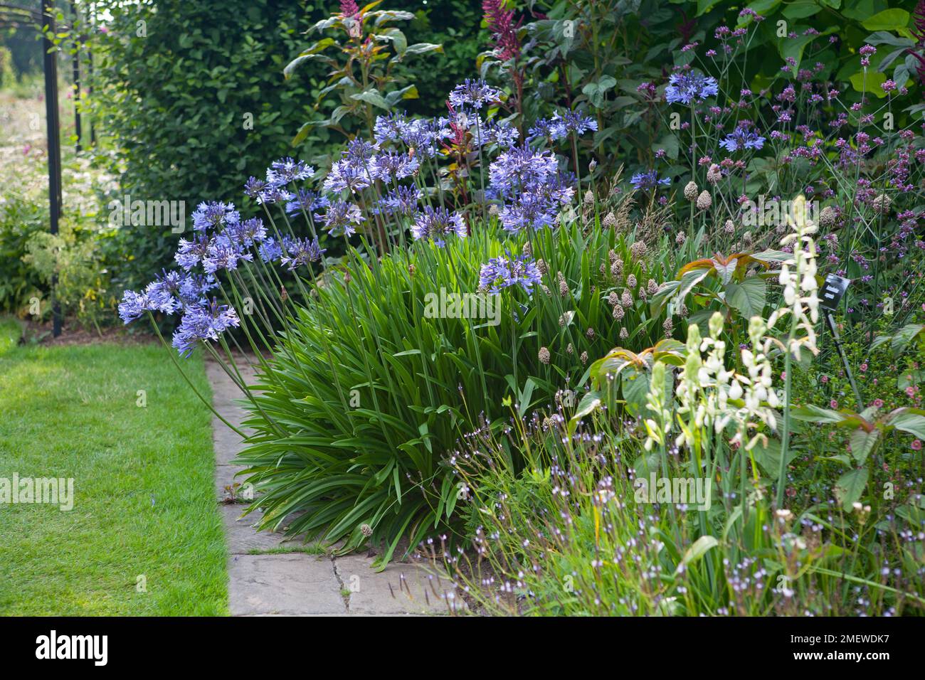 Agapanthus Midnight Blue 'Monmid' Foto Stock