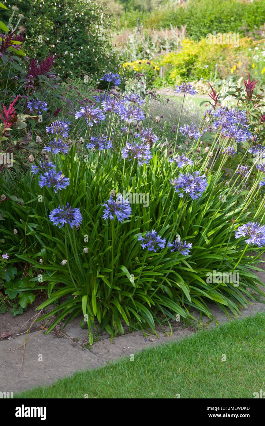 Agapanthus Midnight Blue 'Monmid' Foto Stock