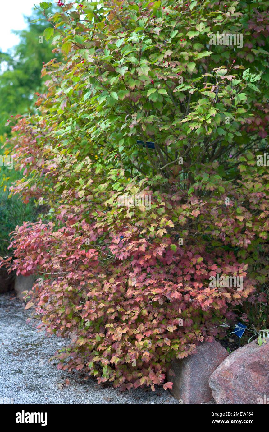 Viburnum opulus 'Viburno Rose' Foto Stock