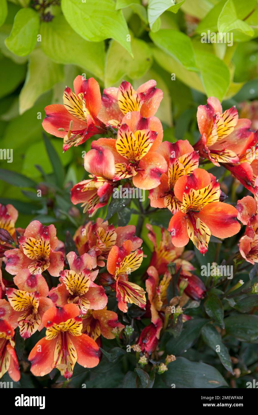 Alstroemeria indiano estate 'Tesronto' Foto Stock