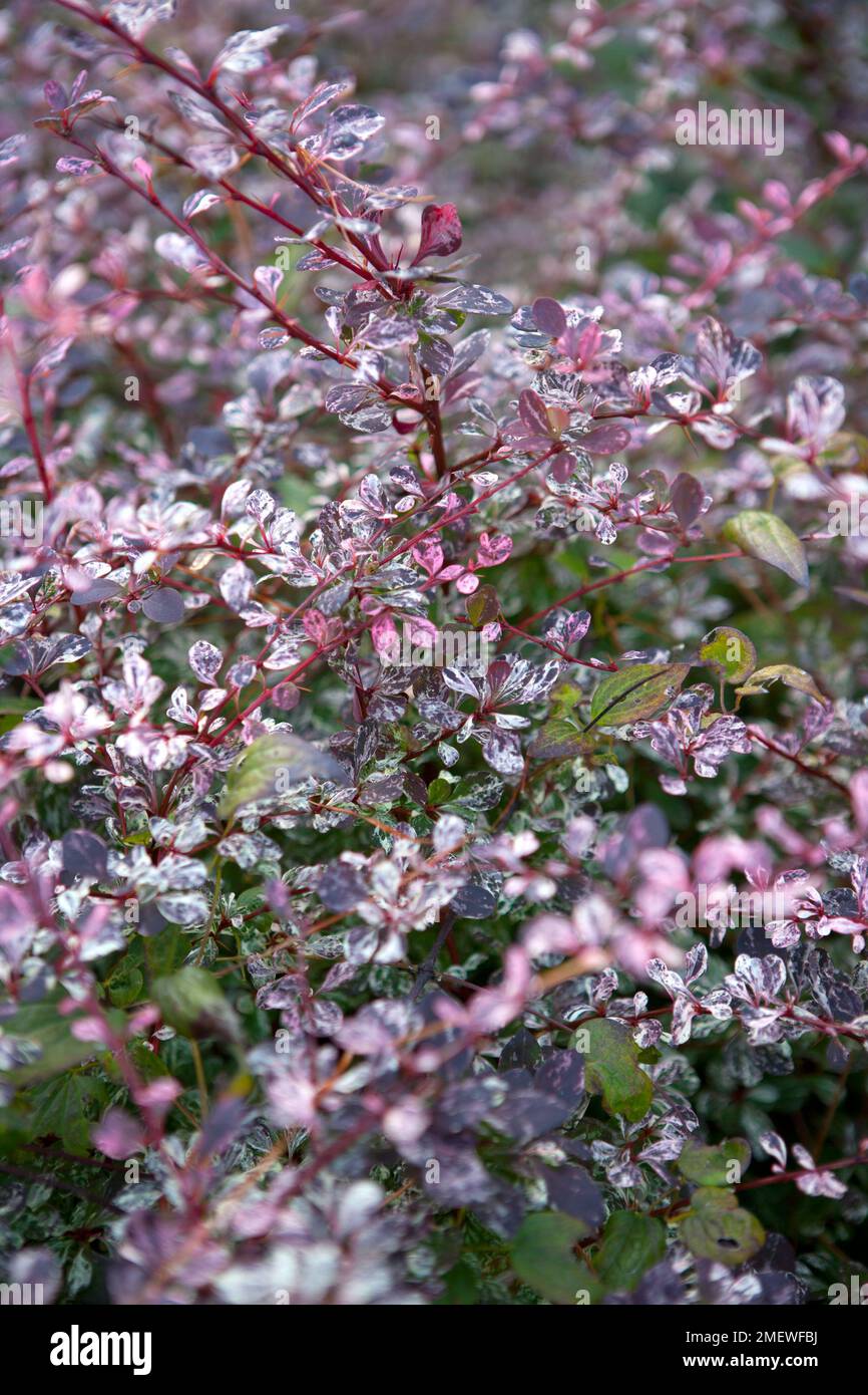 Berberis thunbergii f atropurpurea 'Rose Glow' Foto Stock