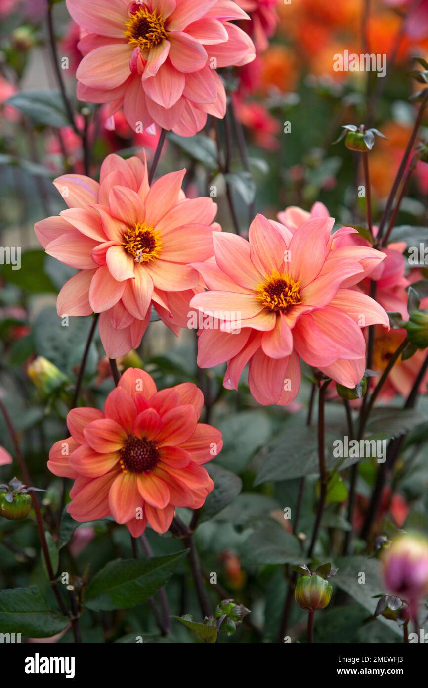 Dahlia 'Classic Poeme' Foto Stock