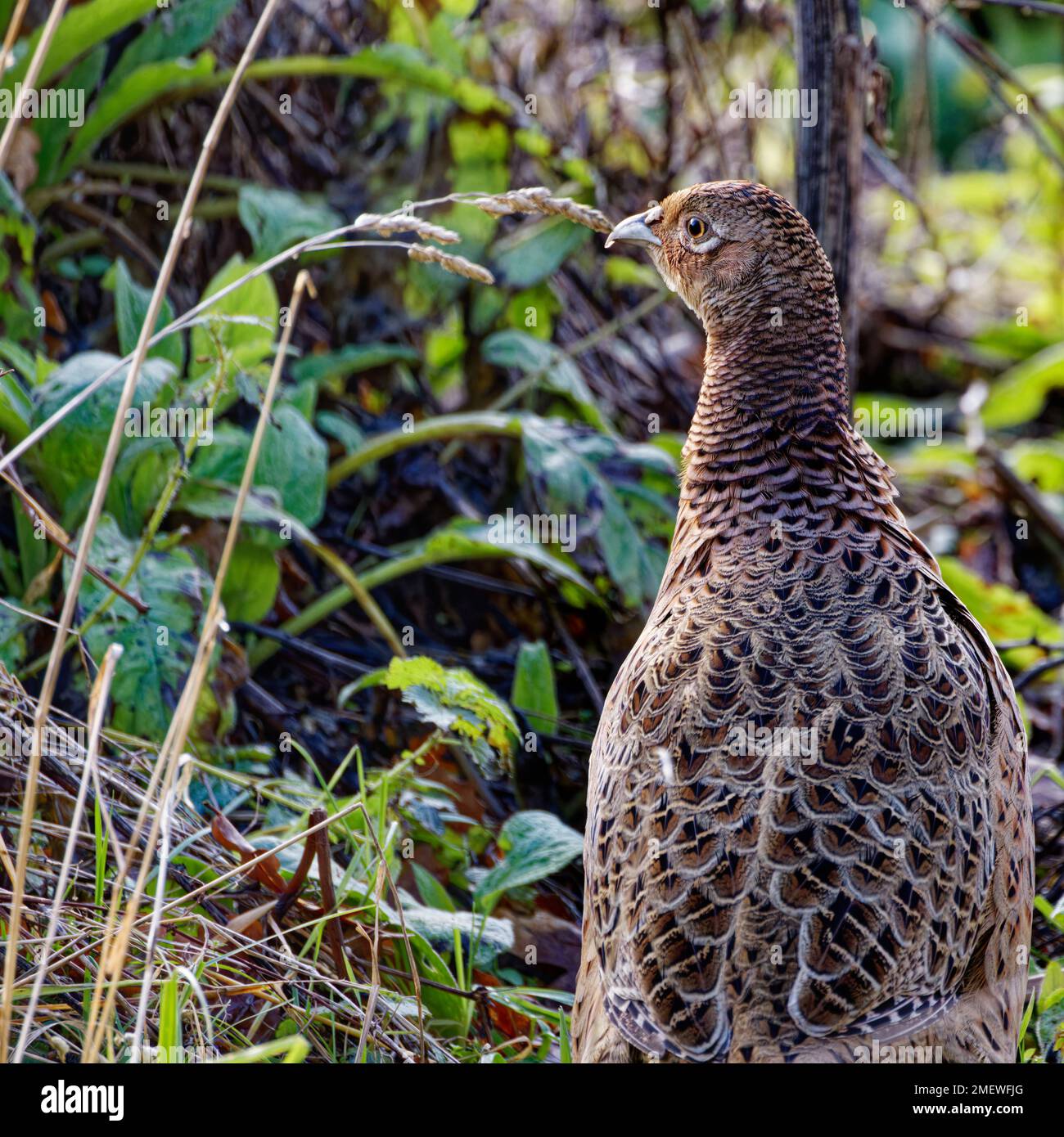 Primo piano del fagiano femminile (Phasianus colchicus) che foraging in sottobosco Foto Stock