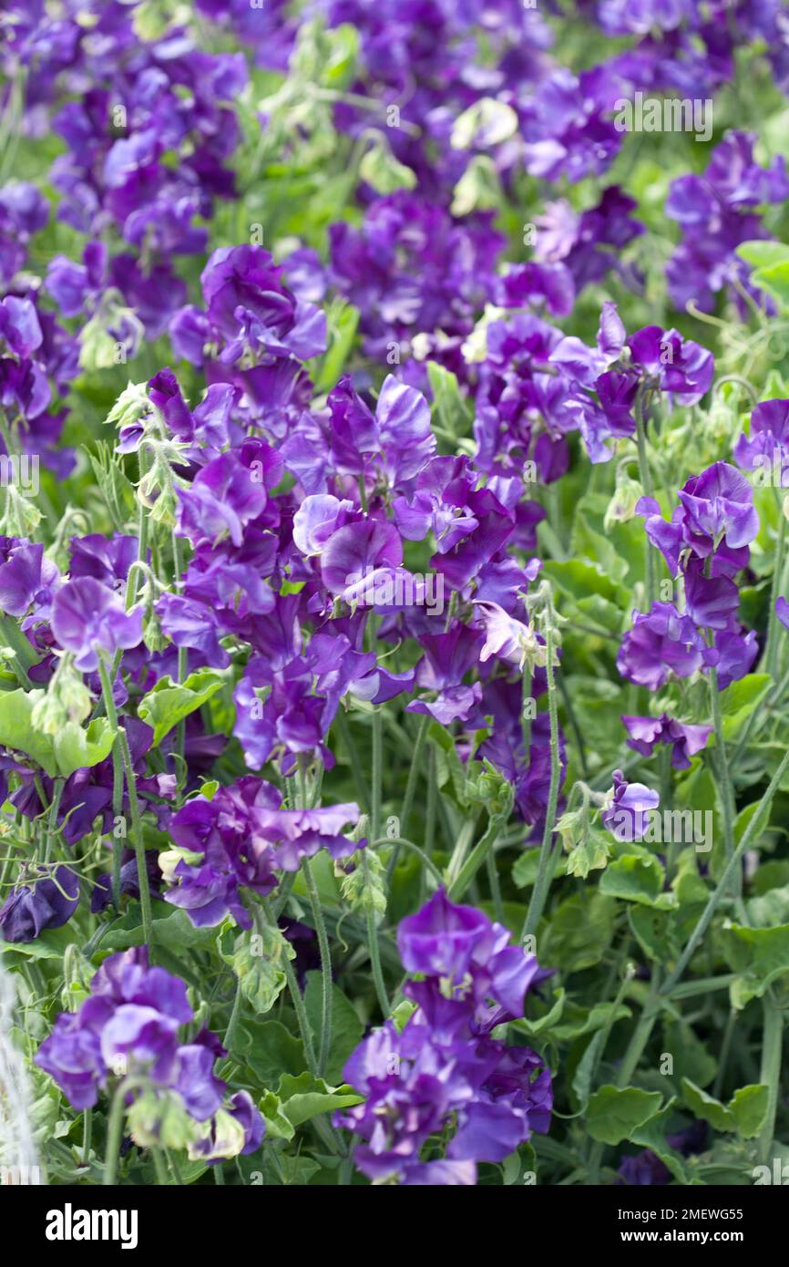 Lathyrus "Bounce Navy Blue" Foto Stock