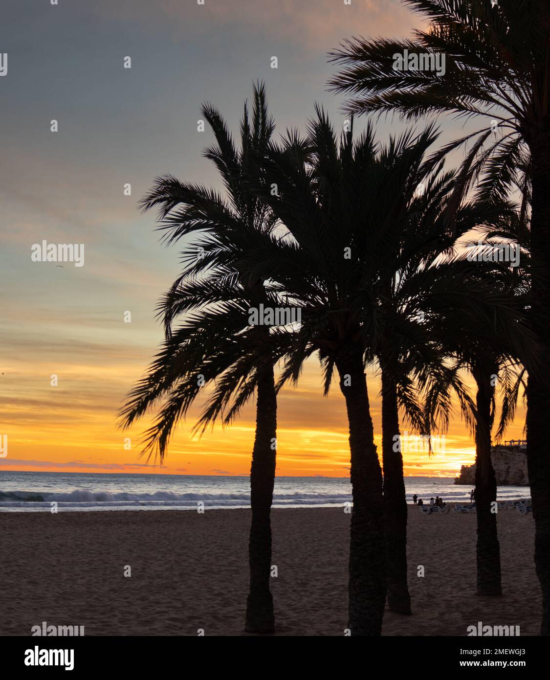 Atardecer en Benidorm en la playa de Poniente con silueta de palmeras, España Foto Stock