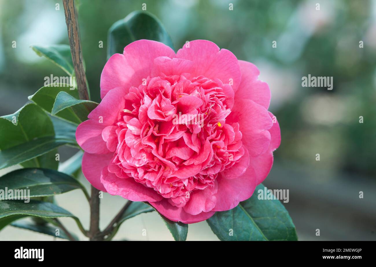 Camellia x williamsii 'Anticipazione' Foto Stock