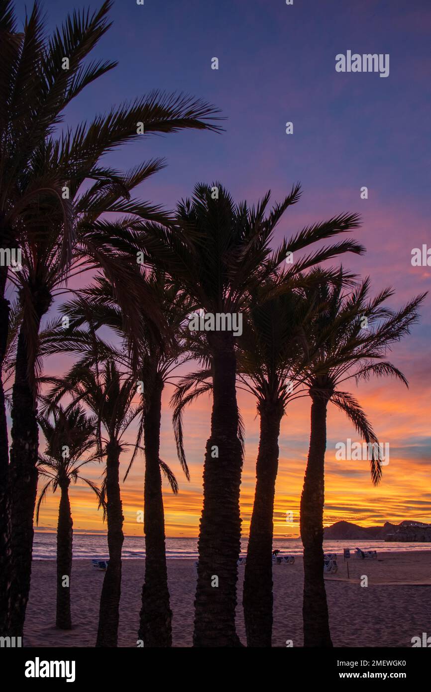 Atardecer en Benidorm en la playa de Poniente con silueta de palmeras, España Foto Stock
