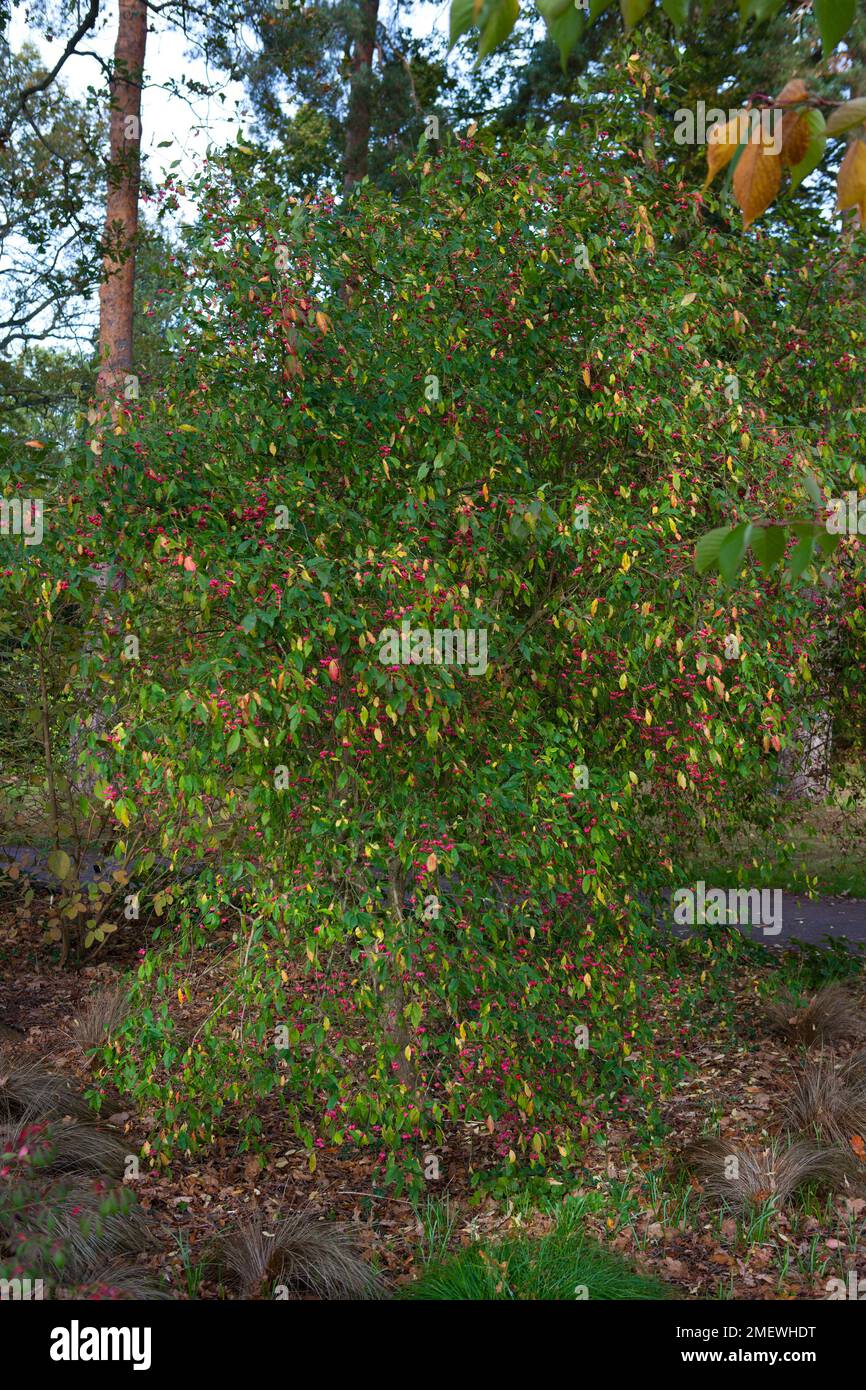 Euonymus alatus Fire Ball 'Select' Foto Stock