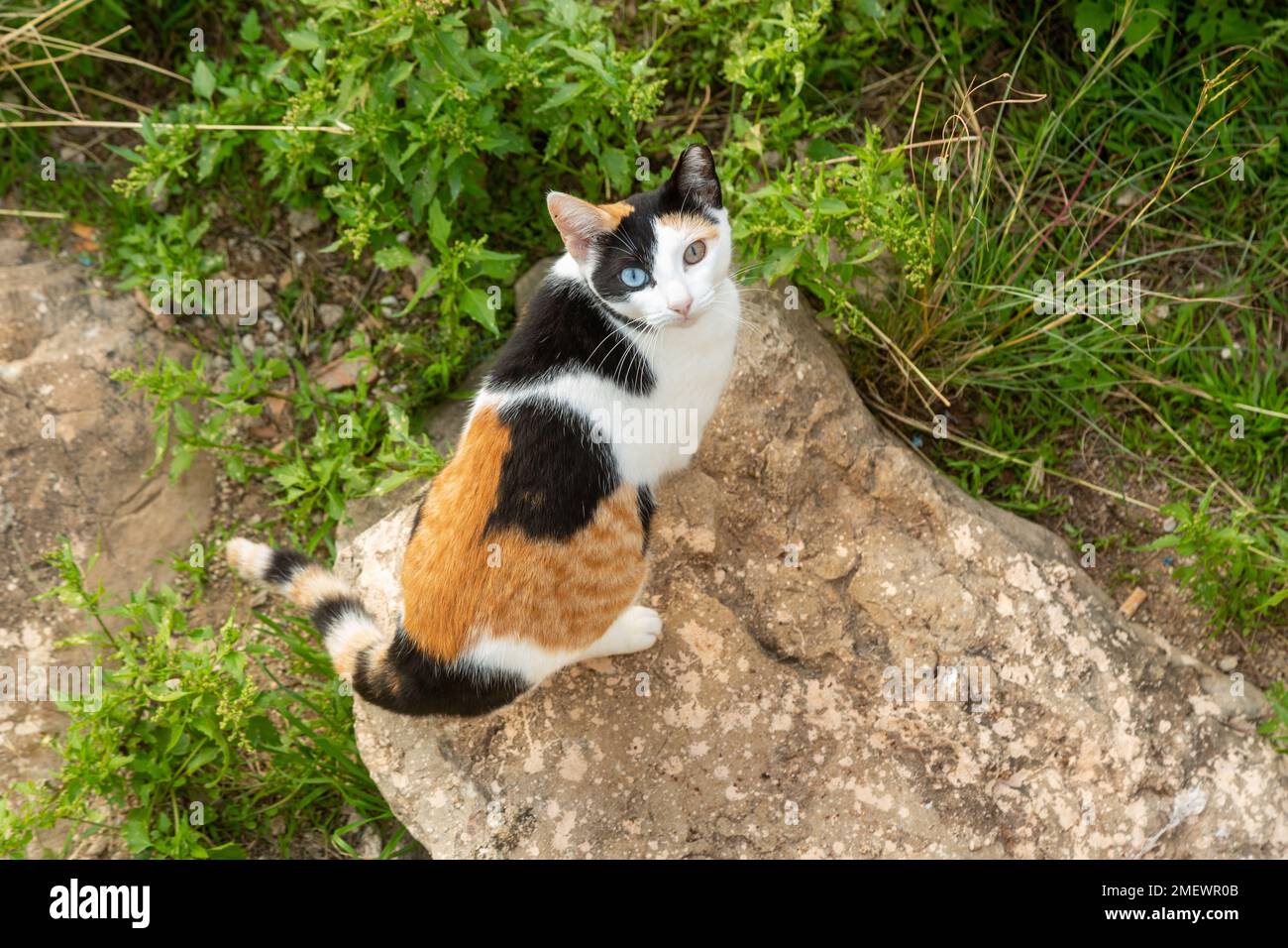 Un gatto con eterocromia (occhi di colori diversi) ha anche un mix di zenzero, pelliccia bianca e nera Foto Stock