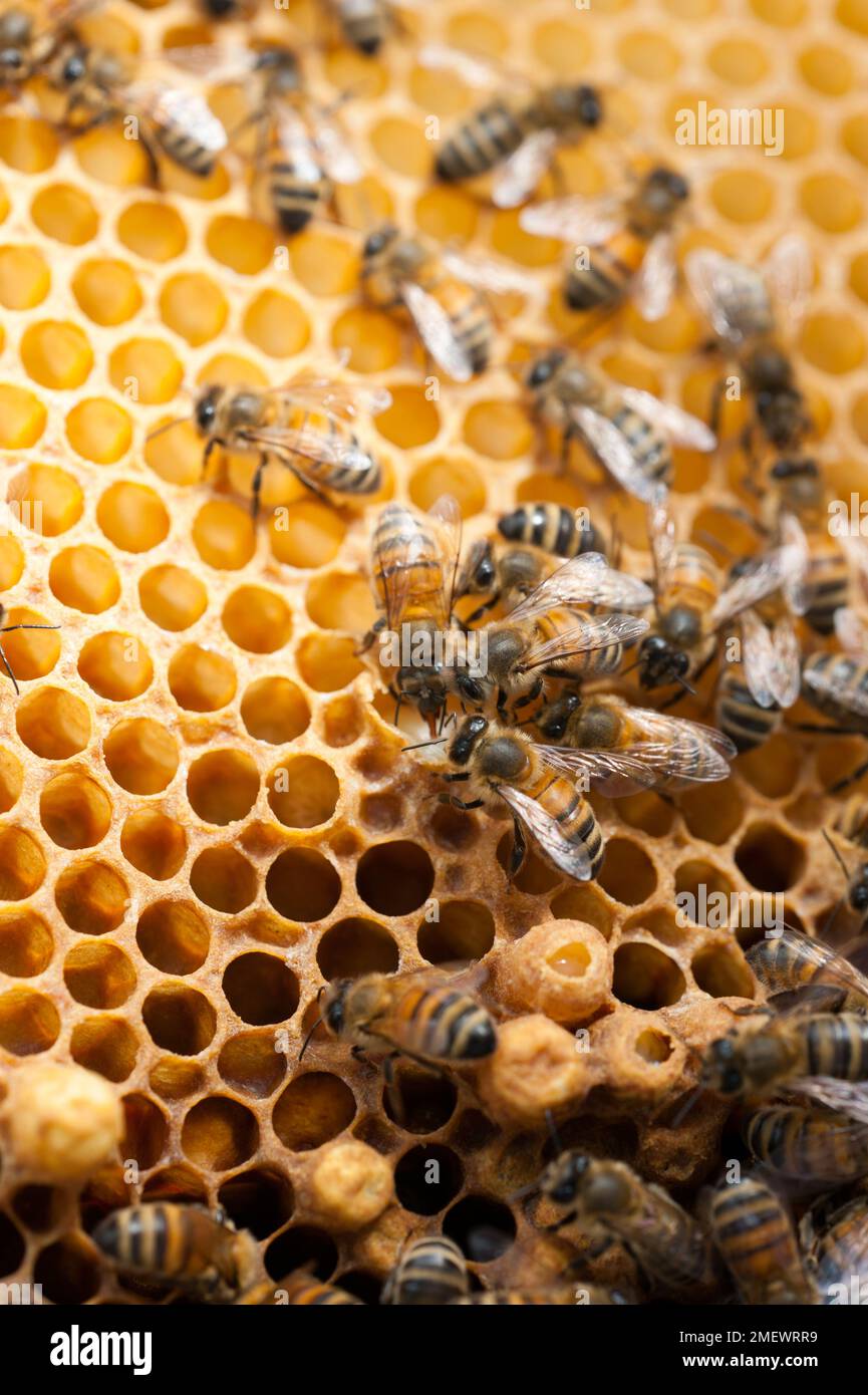 ha aperto la cella regina, lavoratori che mangiano la gelatina reale; postumi di sostituzione? Foto Stock