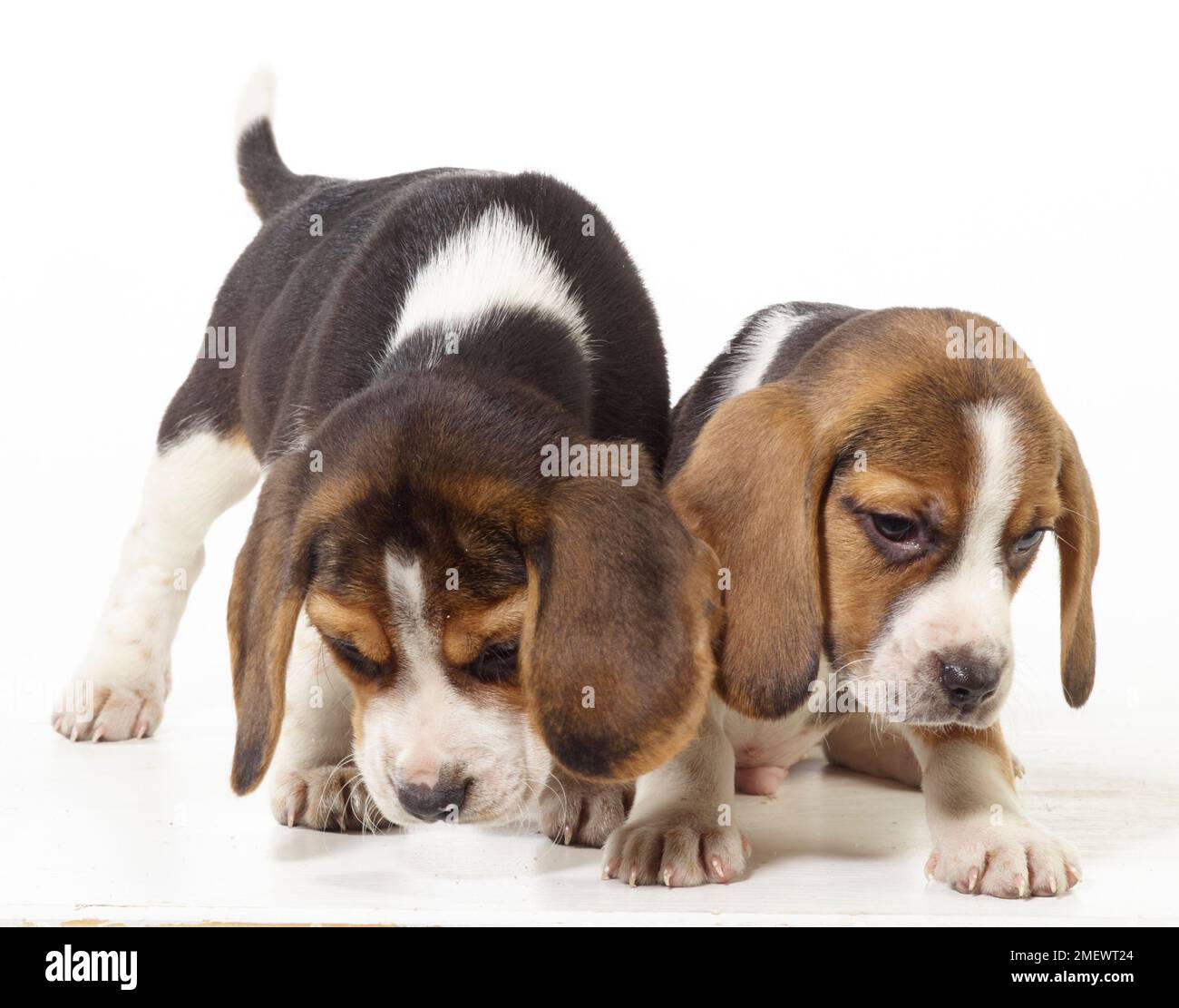 Beagle, cappotto tricolore, 9 settimane, socievole, gruppi d'amore, Originariamente cani da caccia, Beagle, cappotto tricolore, 9 settimane, socievole, Gruppi d'amore, originariamente cani da caccia, Foto Stock