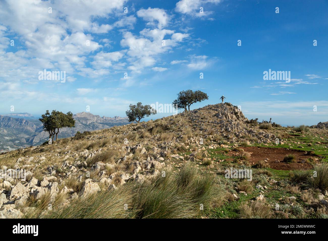 Una persona sul crinale di Ponotx / Ponoig montagna con una linea di tre alberi. Foto Stock