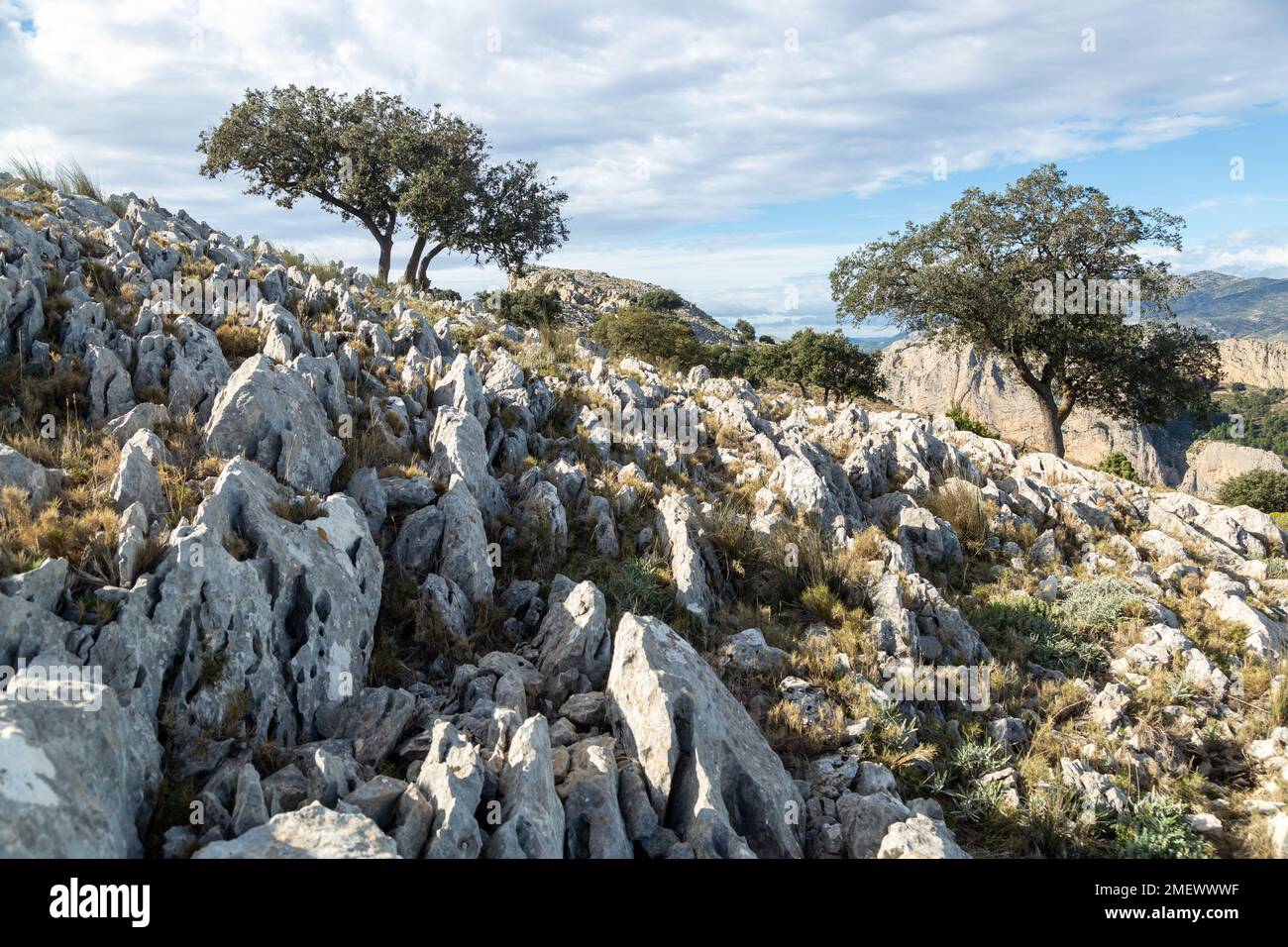 Alberi vicino alla cima di Ponotx / Ponoig montagna con rocce calcaree in primo piano. Foto Stock