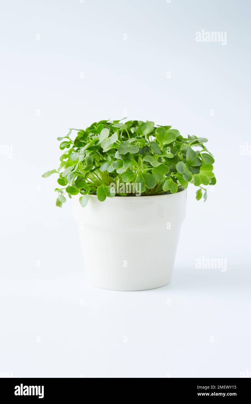 Piante di ravanello Microgreen che crescono in una pentola bianca su sfondo bianco Foto Stock