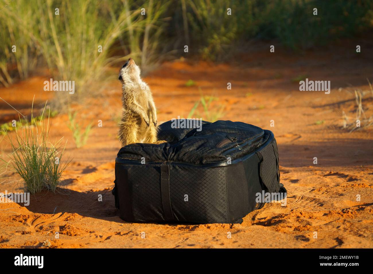 Il bambino Meerkat (Suricata suricatta) siede in posizione verticale su una borsa nera per fotocamera che guarda verso il cielo. Deserto di Kalahari, Sudafrica Foto Stock