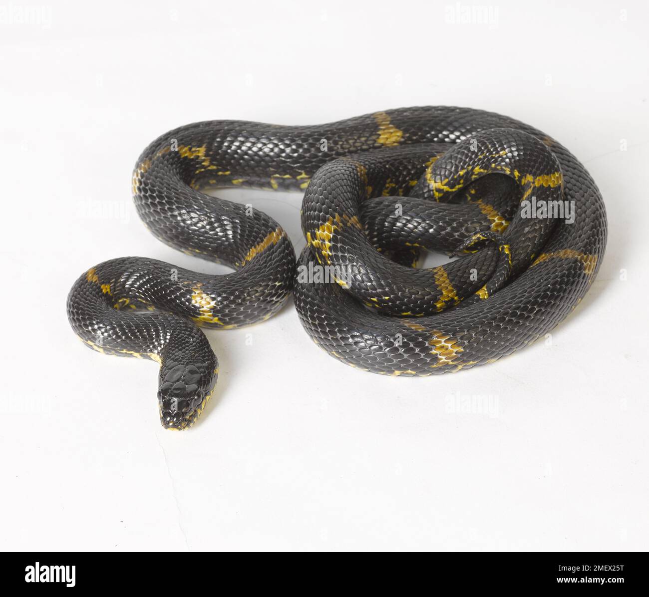 Serpente russo di ratto Foto Stock