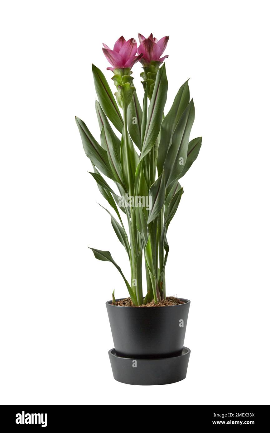 Curcuma Alismatifolia Foto Stock